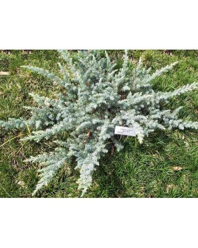 Ялівець береговий Сільвер Міст | Juniperus conferta Silver Mist | Можжевельник прибрежный Сильвер Мист