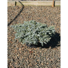 Ялівець береговий Сільвер Міст | Juniperus conferta Silver Mist | Можжевельник прибрежный Сильвер Мист
