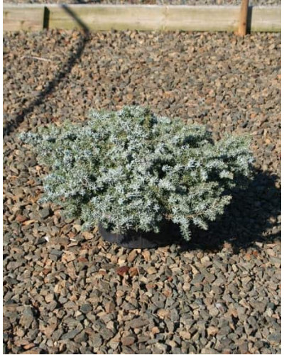 Ялівець береговий Сільвер Міст | Juniperus conferta Silver Mist | Можжевельник прибрежный Сильвер Мист
