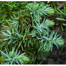 Ялівець береговий Сільвер Міст | Juniperus conferta Silver Mist | Можжевельник прибрежный Сильвер Мист