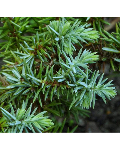 Ялівець береговий Сільвер Міст | Juniperus conferta Silver Mist | Можжевельник прибрежный Сильвер Мист