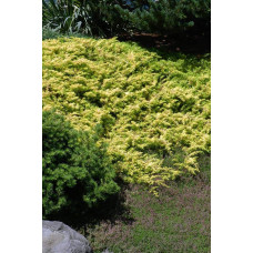 Ялівець береговий Олл Голд | Juniperus conferta Allgold / All Gold | Можжевельник прибрежный Олл Голд