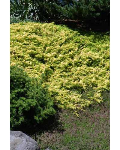 Ялівець береговий Олл Голд | Juniperus conferta Allgold / All Gold | Можжевельник прибрежный Олл Голд