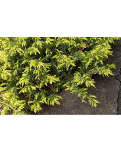 Ялівець береговий Олл Голд | Juniperus conferta Allgold / All Gold | Можжевельник прибрежный Олл Голд