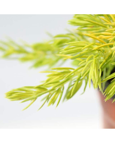 Ялівець береговий Олл Голд | Juniperus conferta Allgold / All Gold | Можжевельник прибрежный Олл Голд
