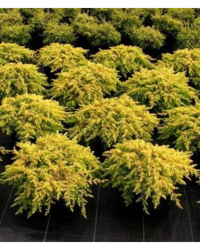 Ялівець береговий Олл Голд | Juniperus conferta Allgold / All Gold | Можжевельник прибрежный Олл Голд