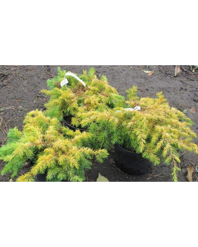 Ялівець береговий Олл Голд | Juniperus conferta Allgold / All Gold | Можжевельник прибрежный Олл Голд
