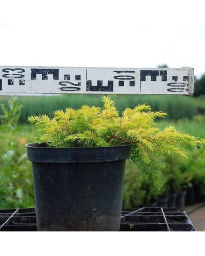 Ялівець береговий Олл Голд | Juniperus conferta Allgold / All Gold | Можжевельник прибрежный Олл Голд