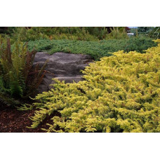 Ялівець береговий Олл Голд | Juniperus conferta Allgold / All Gold | Можжевельник прибрежный Олл Голд
