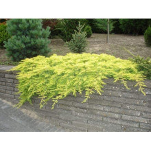 Ялівець береговий Олл Голд | Juniperus conferta Allgold / All Gold | Можжевельник прибрежный Олл Голд