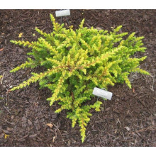 Ялівець береговий Олл Голд | Juniperus conferta Allgold / All Gold | Можжевельник прибрежный Олл Голд
