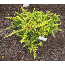 Ялівець береговий Олл Голд | Juniperus conferta Allgold / All Gold | Можжевельник прибрежный Олл Голд
