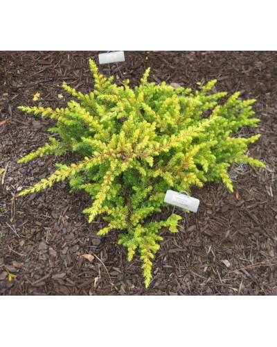 Ялівець береговий Олл Голд | Juniperus conferta Allgold / All Gold | Можжевельник прибрежный Олл Голд