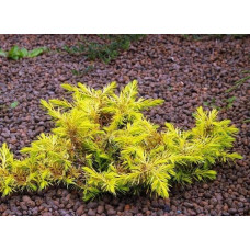Ялівець береговий Олл Голд | Juniperus conferta Allgold / All Gold | Можжевельник прибрежный Олл Голд