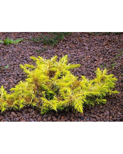 Ялівець береговий Олл Голд | Juniperus conferta Allgold / All Gold | Можжевельник прибрежный Олл Голд