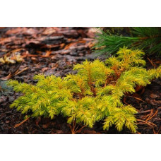 Ялівець береговий Олл Голд | Juniperus conferta Allgold / All Gold | Можжевельник прибрежный Олл Голд