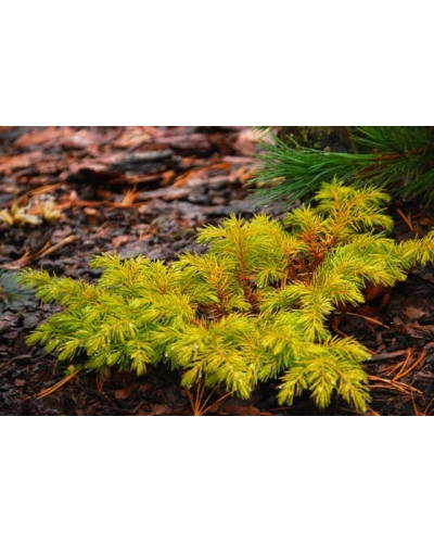 Ялівець береговий Олл Голд | Juniperus conferta Allgold / All Gold | Можжевельник прибрежный Олл Голд