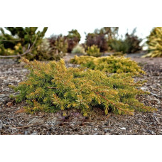 Ялівець береговий Олл Голд | Juniperus conferta Allgold / All Gold | Можжевельник прибрежный Олл Голд