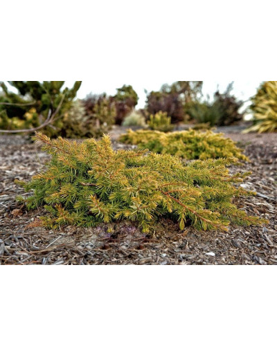 Ялівець береговий Олл Голд | Juniperus conferta Allgold / All Gold | Можжевельник прибрежный Олл Голд