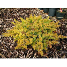 Ялівець береговий Олл Голд | Juniperus conferta Allgold / All Gold | Можжевельник прибрежный Олл Голд