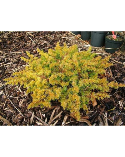 Ялівець береговий Олл Голд | Juniperus conferta Allgold / All Gold | Можжевельник прибрежный Олл Голд