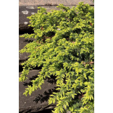 Ялівець береговий Олл Голд | Juniperus conferta Allgold / All Gold | Можжевельник прибрежный Олл Голд