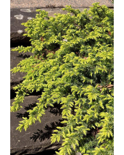 Ялівець береговий Олл Голд | Juniperus conferta Allgold / All Gold | Можжевельник прибрежный Олл Голд