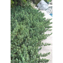 Ялівець береговий Блю Пасіфік |  Juniperus conferta Blue Pacific | Можжевельник прибрежный Блю Пасифик