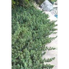 Ялівець береговий Блю Пасіфік |  Juniperus conferta Blue Pacific | Можжевельник прибрежный Блю Пасифик
