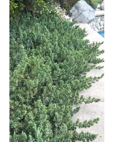 Ялівець береговий Блю Пасіфік | Juniperus conferta Blue Pacific | Можжевельник прибрежный Блю Пасифик