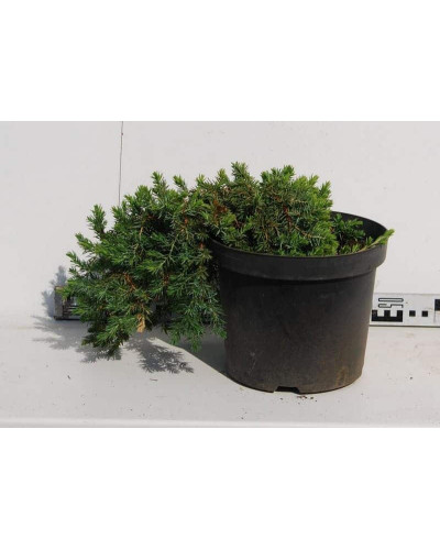 Ялівець береговий Блю Пасіфік | Juniperus conferta Blue Pacific | Можжевельник прибрежный Блю Пасифик