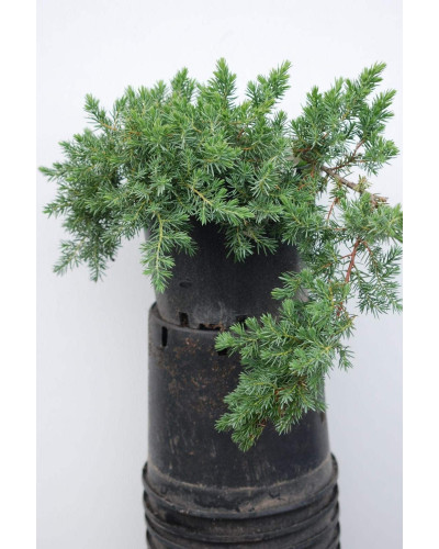 Ялівець береговий Блю Пасіфік | Juniperus conferta Blue Pacific | Можжевельник прибрежный Блю Пасифик