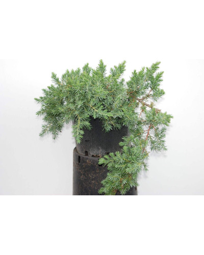 Ялівець береговий Блю Пасіфік | Juniperus conferta Blue Pacific | Можжевельник прибрежный Блю Пасифик