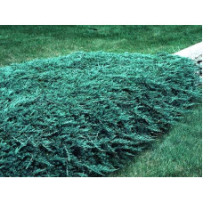 Ялівець береговий Блю Пасіфік |  Juniperus conferta Blue Pacific | Можжевельник прибрежный Блю Пасифик