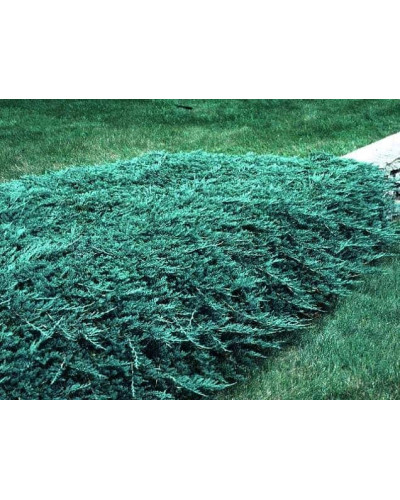 Ялівець береговий Блю Пасіфік | Juniperus conferta Blue Pacific | Можжевельник прибрежный Блю Пасифик