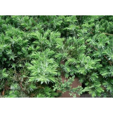 Ялівець береговий Блю Пасіфік |  Juniperus conferta Blue Pacific | Можжевельник прибрежный Блю Пасифик