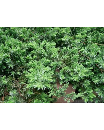 Ялівець береговий Блю Пасіфік | Juniperus conferta Blue Pacific | Можжевельник прибрежный Блю Пасифик
