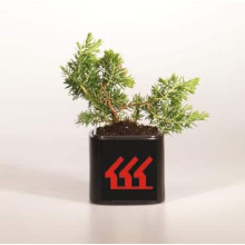 Ялівець береговий Блю Пасіфік |  Juniperus conferta Blue Pacific | Можжевельник прибрежный Блю Пасифик