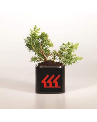 Ялівець береговий Блю Пасіфік | Juniperus conferta Blue Pacific | Можжевельник прибрежный Блю Пасифик