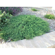 Ялівець береговий Блю Пасіфік |  Juniperus conferta Blue Pacific | Можжевельник прибрежный Блю Пасифик