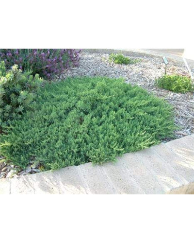 Ялівець береговий Блю Пасіфік | Juniperus conferta Blue Pacific | Можжевельник прибрежный Блю Пасифик