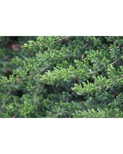 Ялівець береговий Блю Пасіфік | Juniperus conferta Blue Pacific | Можжевельник прибрежный Блю Пасифик