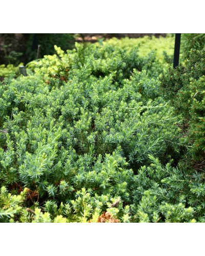 Ялівець береговий Блю Пасіфік | Juniperus conferta Blue Pacific | Можжевельник прибрежный Блю Пасифик