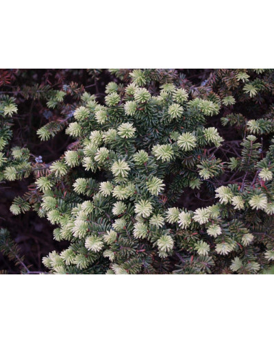 Ялиця бальзамічна Нана | Пихта бальзамическая Нана | Abies balsamea Nana