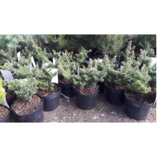 Ялиця бальзамічна Нана | Пихта бальзамическая Нана | Abies balsamea Nana
