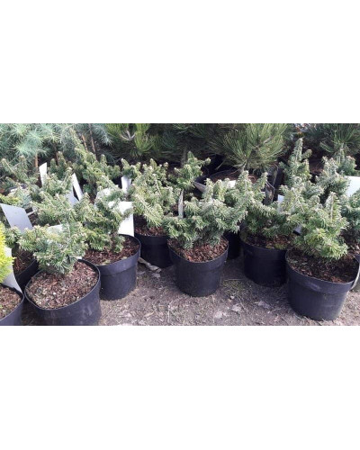 Ялиця бальзамічна Нана | Пихта бальзамическая Нана | Abies balsamea Nana