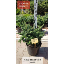 Ялиця бальзамічна Нана | Пихта бальзамическая Нана | Abies balsamea Nana