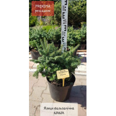 Ялиця бальзамічна Нана | Пихта бальзамическая Нана | Abies balsamea Nana