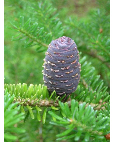 Ялиця бальзамічна Нана | Пихта бальзамическая Нана | Abies balsamea Nana