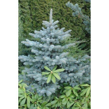 Ялиця одноколірна Сільвер Блю | Abies concolor Silver Blue | Пихта одноцветная Сильвер Блю